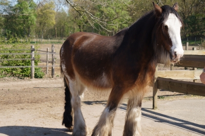 Wonderlijk nieuwe foto's paarden - Stichting Huifbed De Meierij JS-16